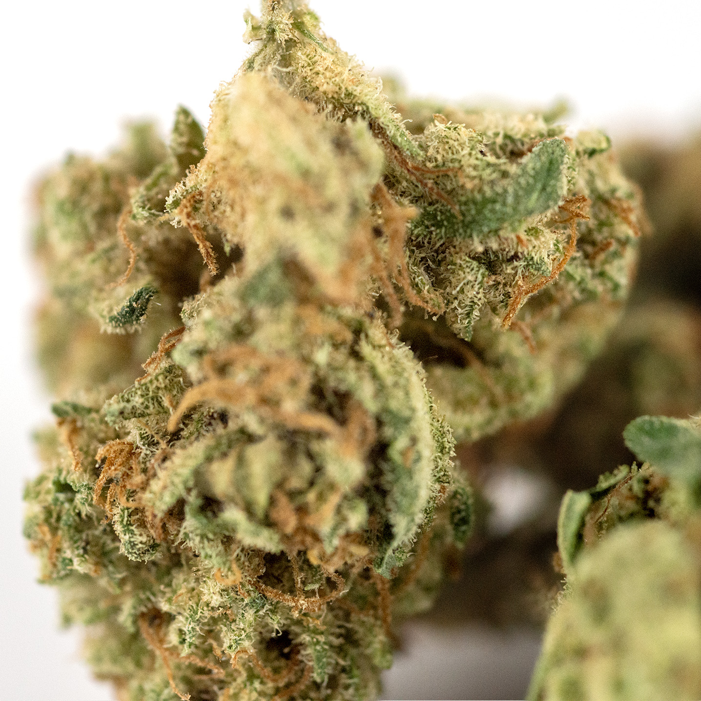 Amnesia Premium Detail2(1) Amnesia Premium Detail2(1)