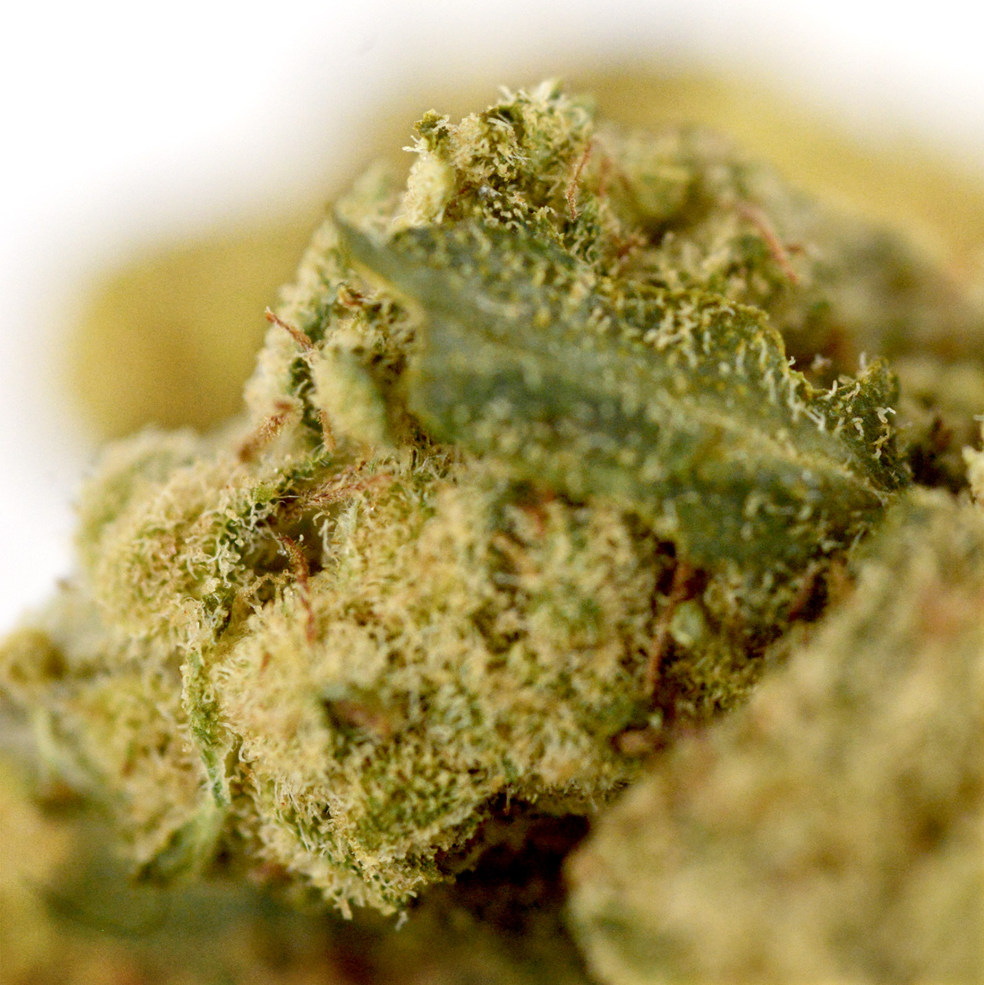 Gelato41 Indoor Detail2