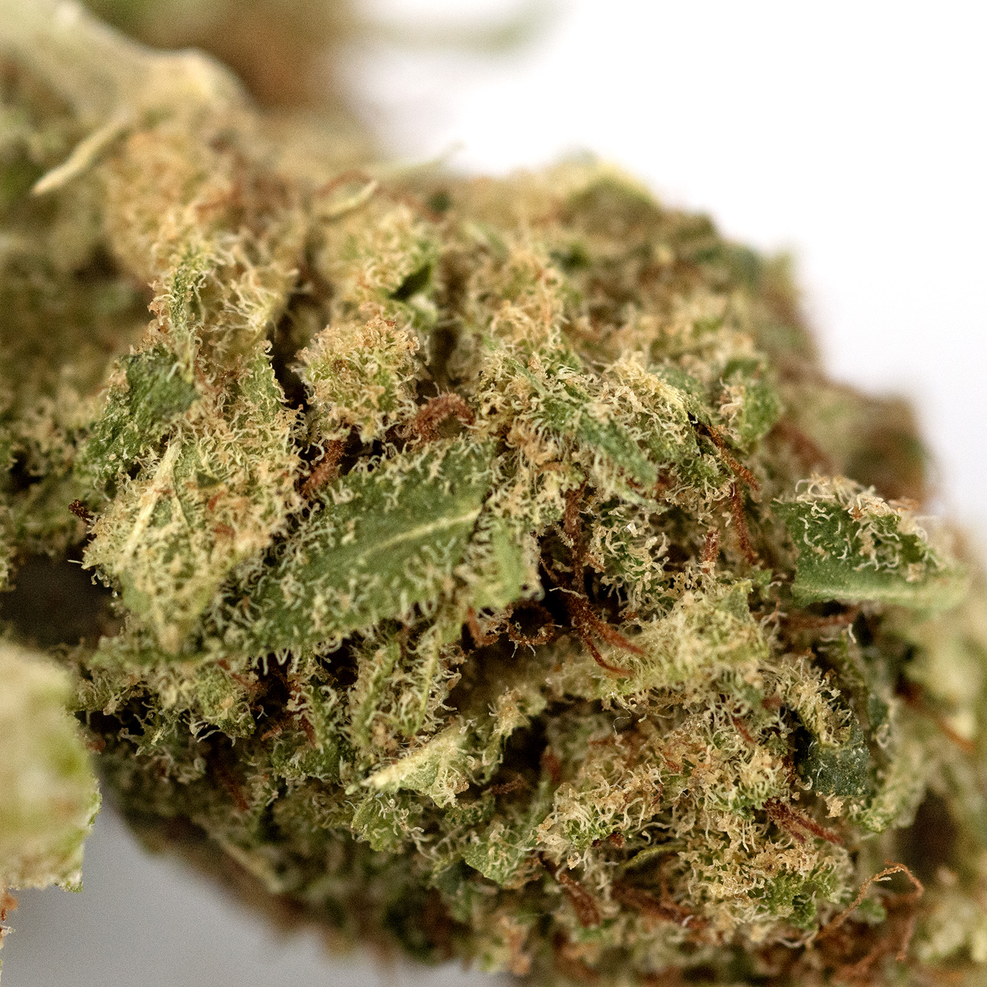 Gelato41 Premium Detail2 Gelato41 Premium Detail2