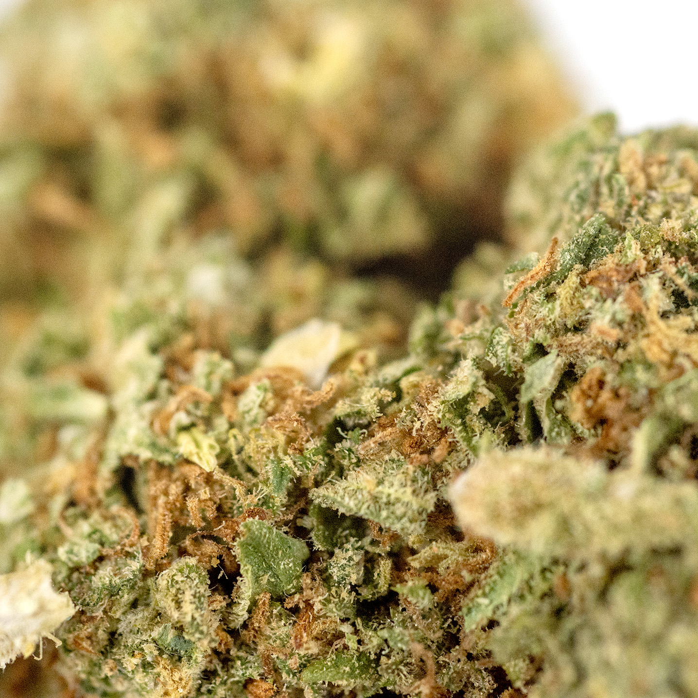 OGKush Premium Detail2