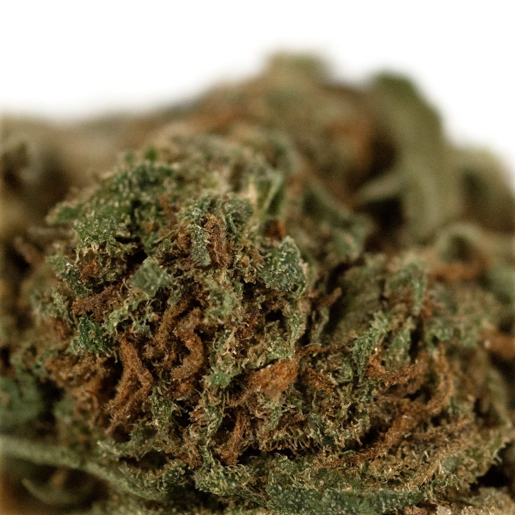 OrangeCoockie Outdoor Detail2