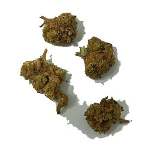 flor cbd super lemon haze cbdy grow shop
